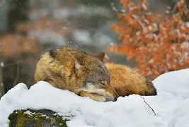 kaiyun体育安全登录刚刚！明尼苏达森林狼围绕德国杯伤情更新今夜法甲传出新动向，集结日多特蒙德备战CBA季后赛的简单介绍